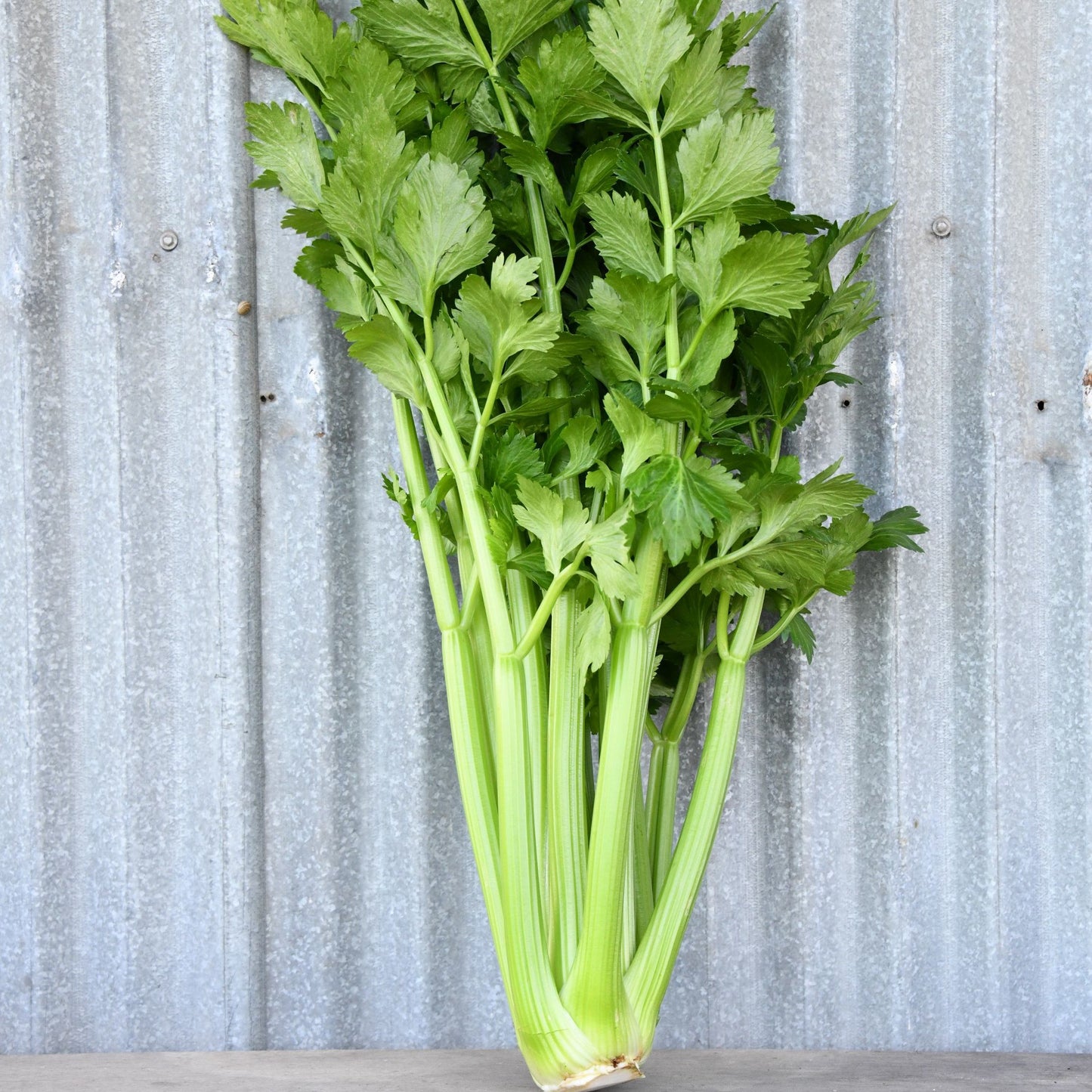 Celery 'Fingal'