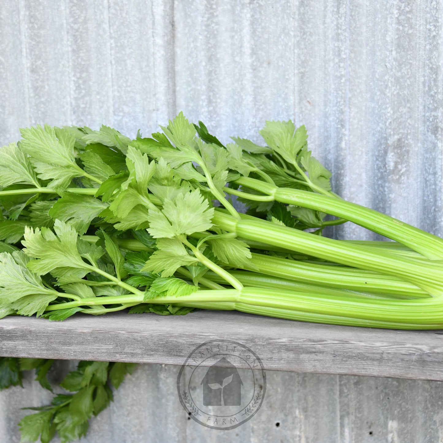 Celery 'Fingal'