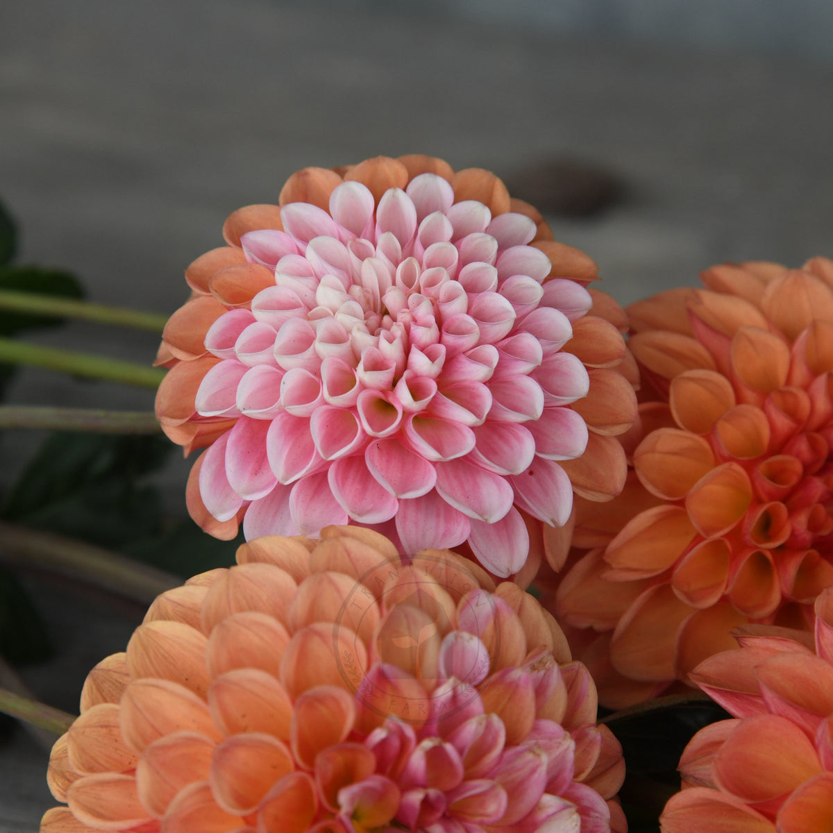 Dahlia 'Florelie Angusture'