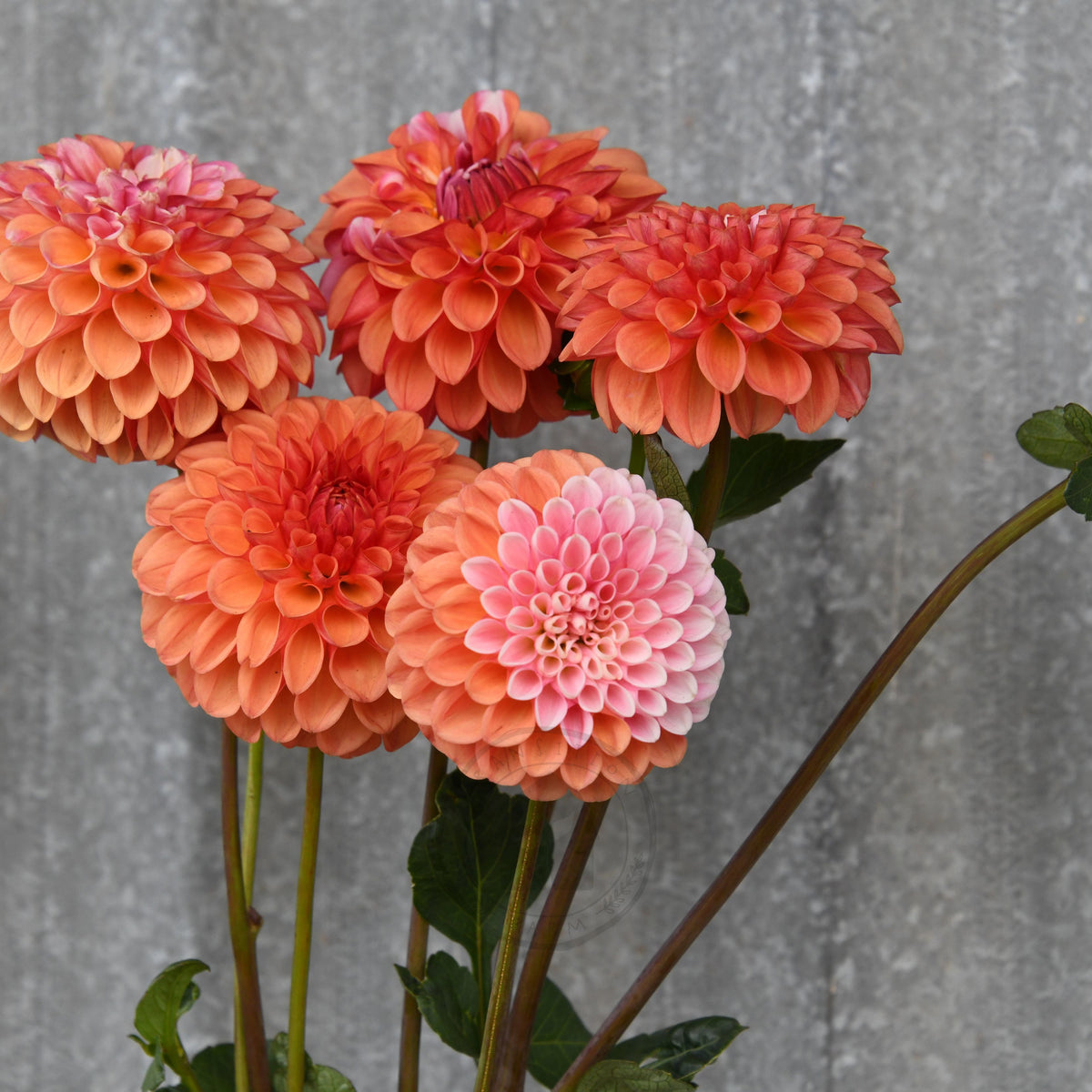 Dahlia 'Florelie Angusture'
