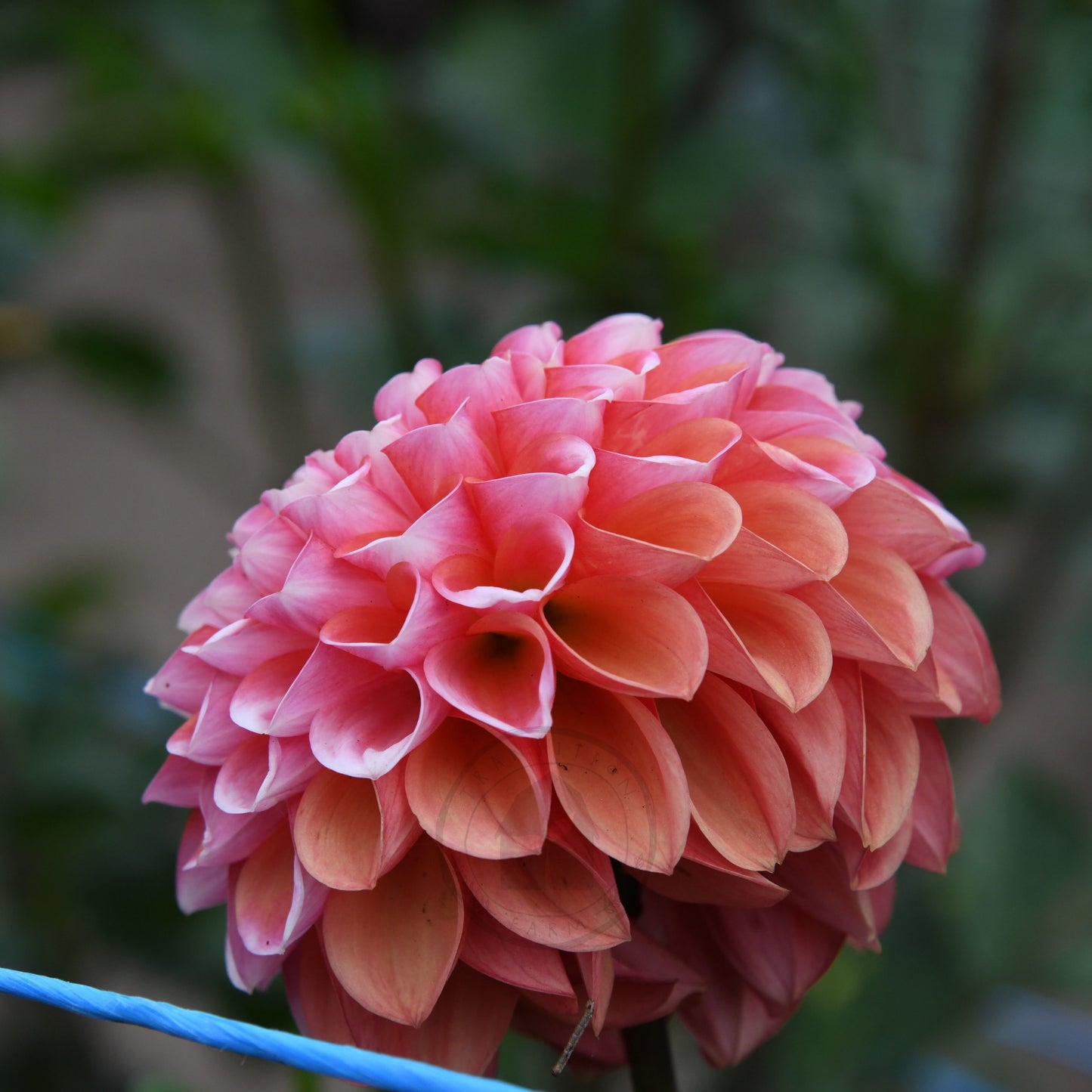 Dahlia 'Florelie Angusture'