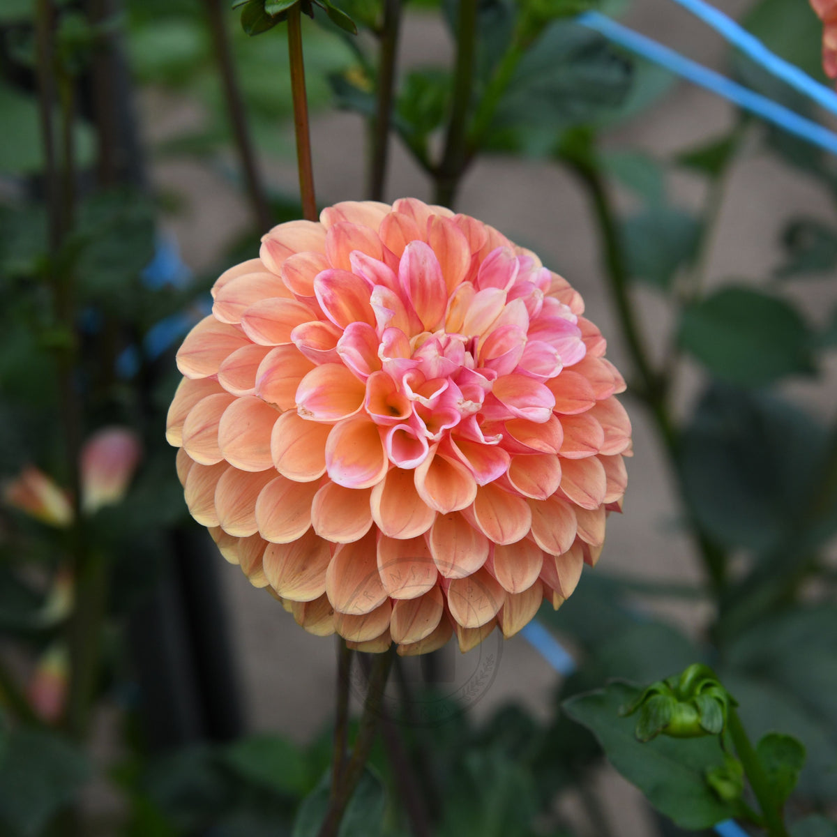 Dahlia 'Florelie Angusture'