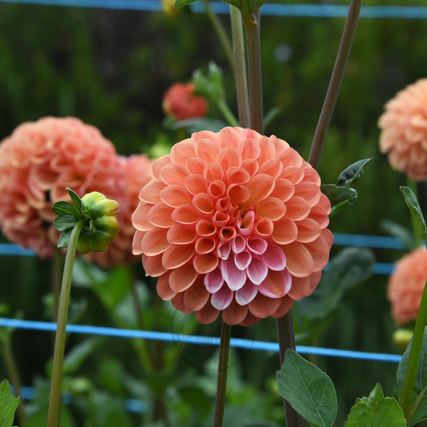 Dahlia 'Florelie Angusture'