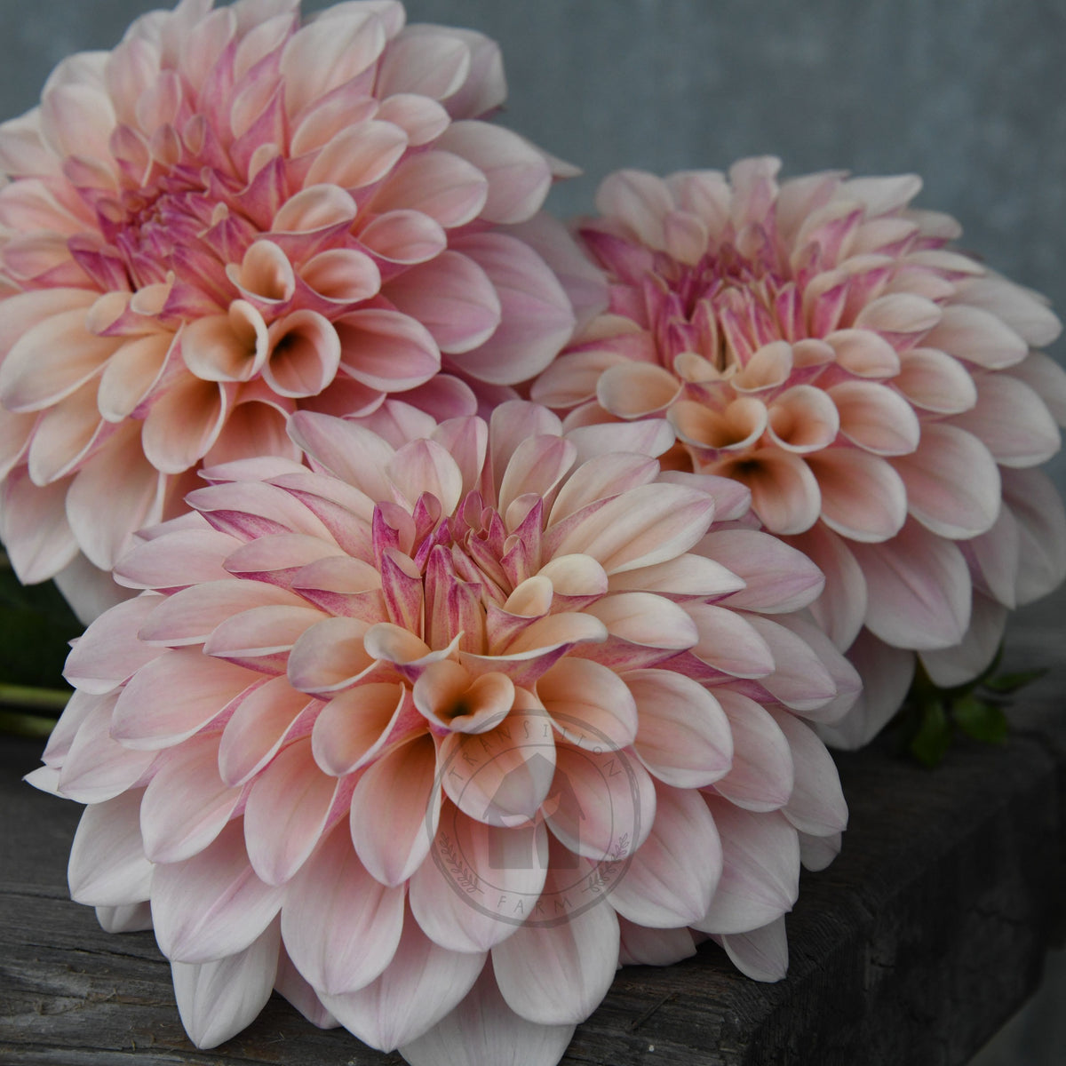 Dahlia 'Florelie Antique'