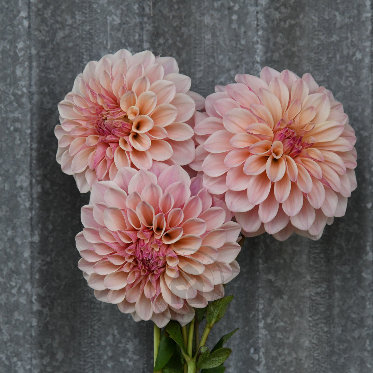 Dahlia 'Florelie Antique'