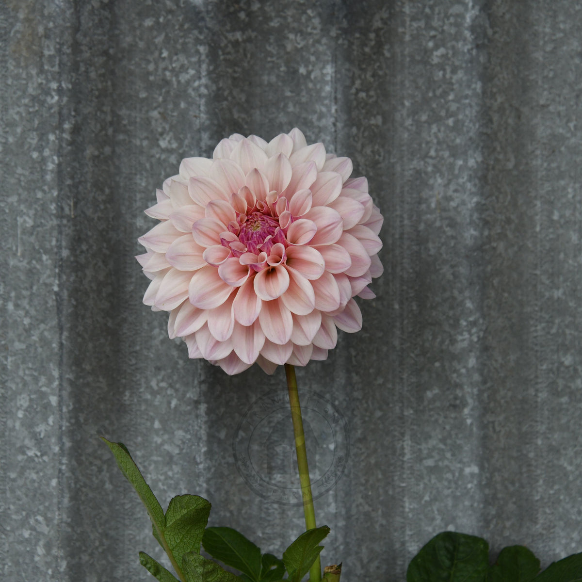 Dahlia 'Florelie Antique'
