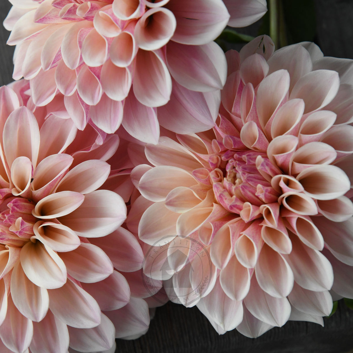 Dahlia 'Florelie Antique'