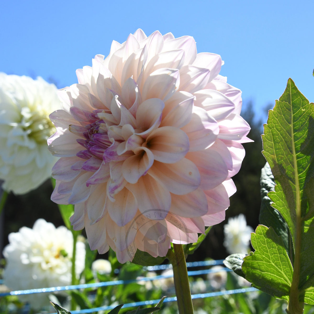Dahlia 'Florelie Antique'
