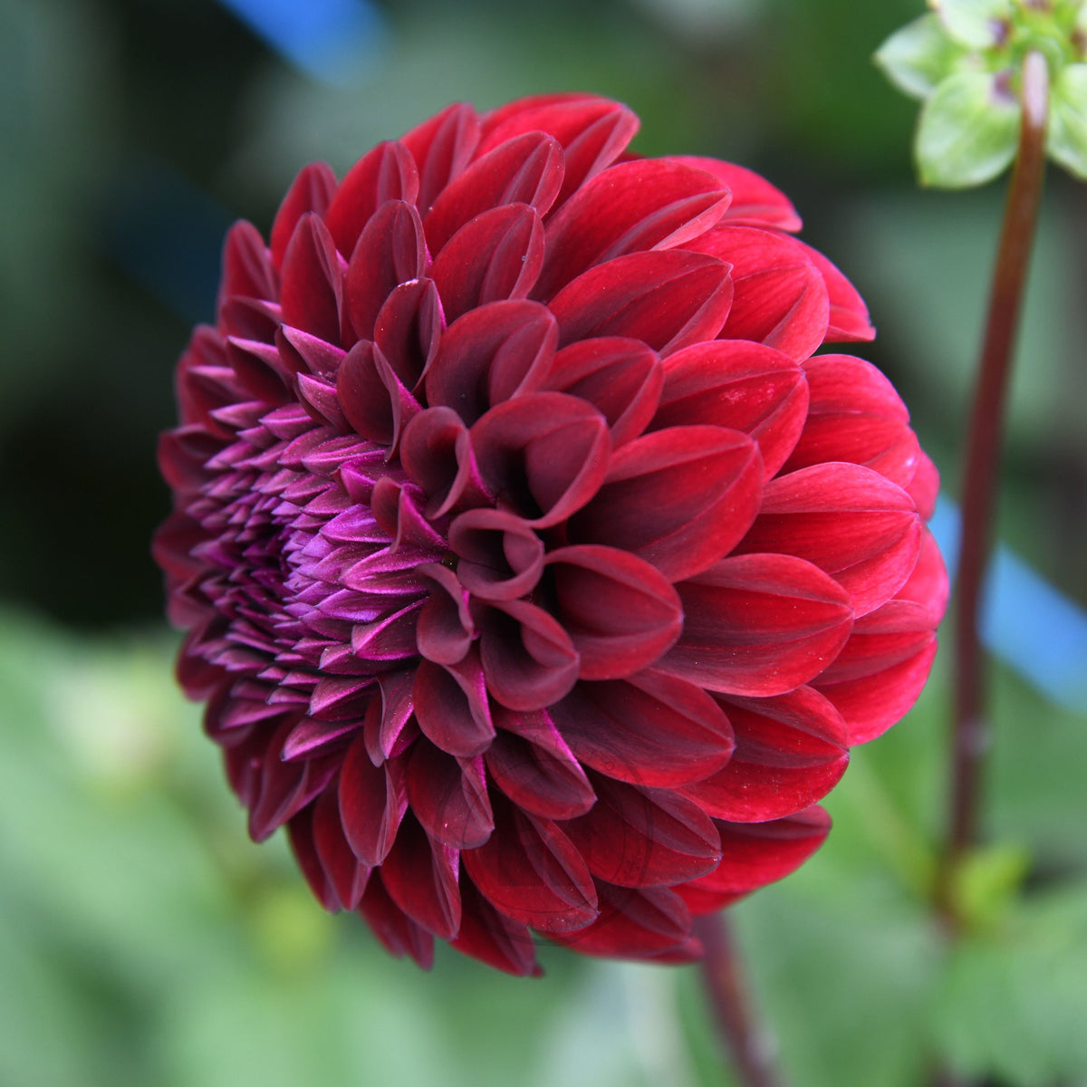 Dahlia 'Florelie Bordeaux'