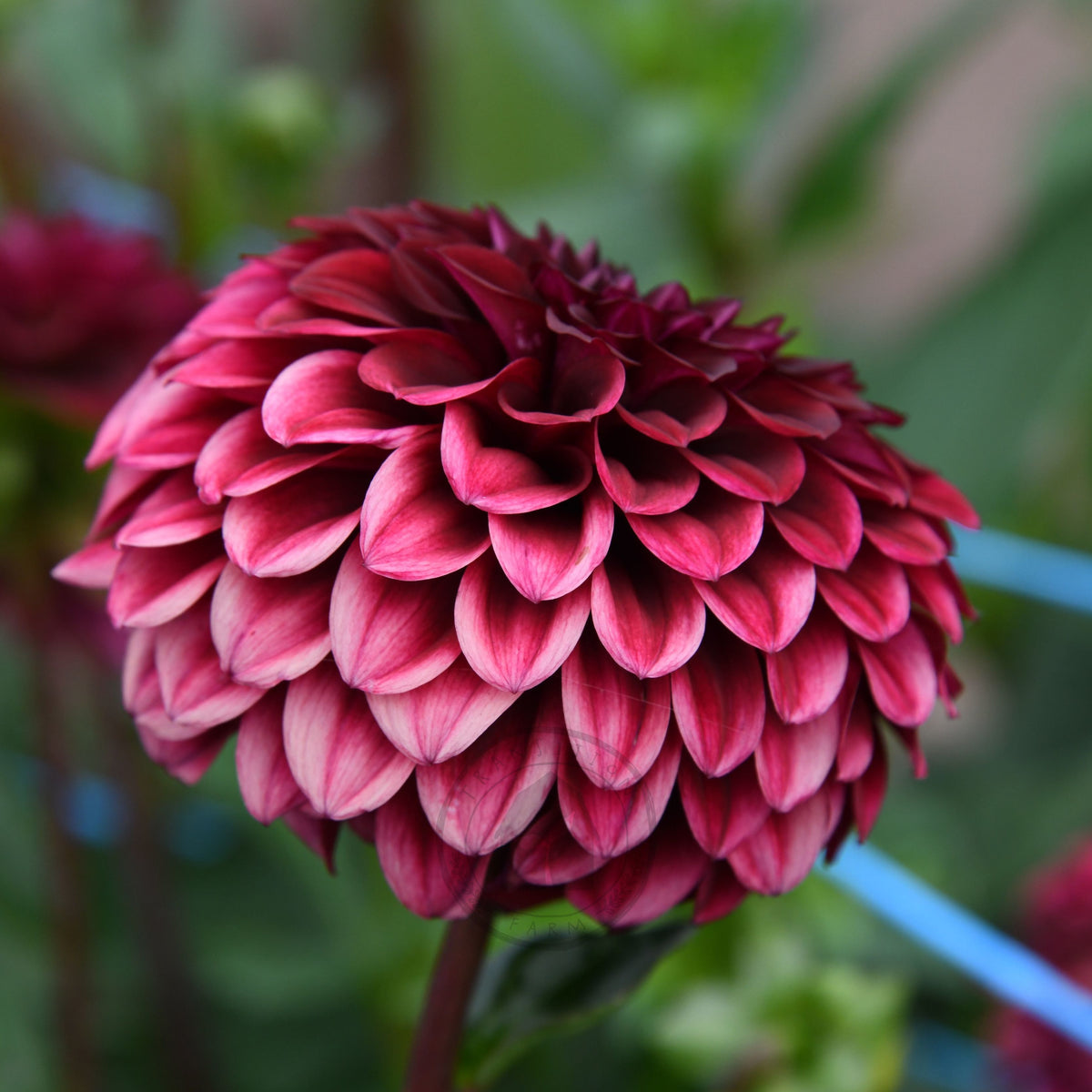 Dahlia 'Florelie Bordeaux'