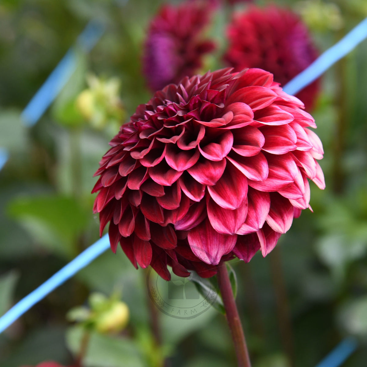 Dahlia 'Florelie Bordeaux'