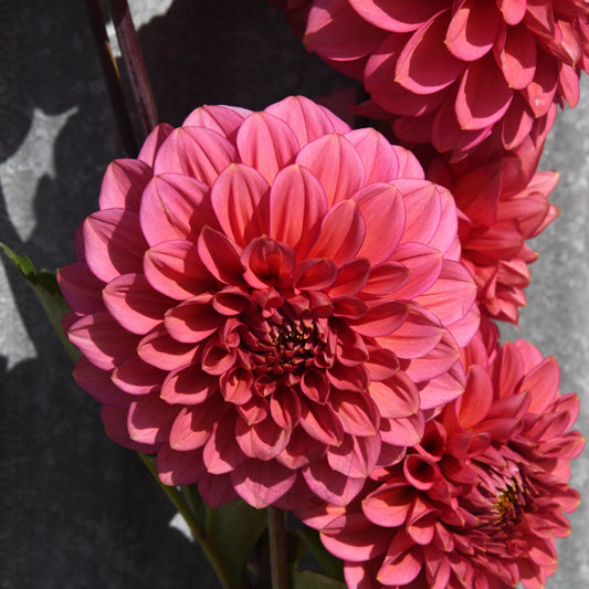 Dahlia 'Florelie Guava'