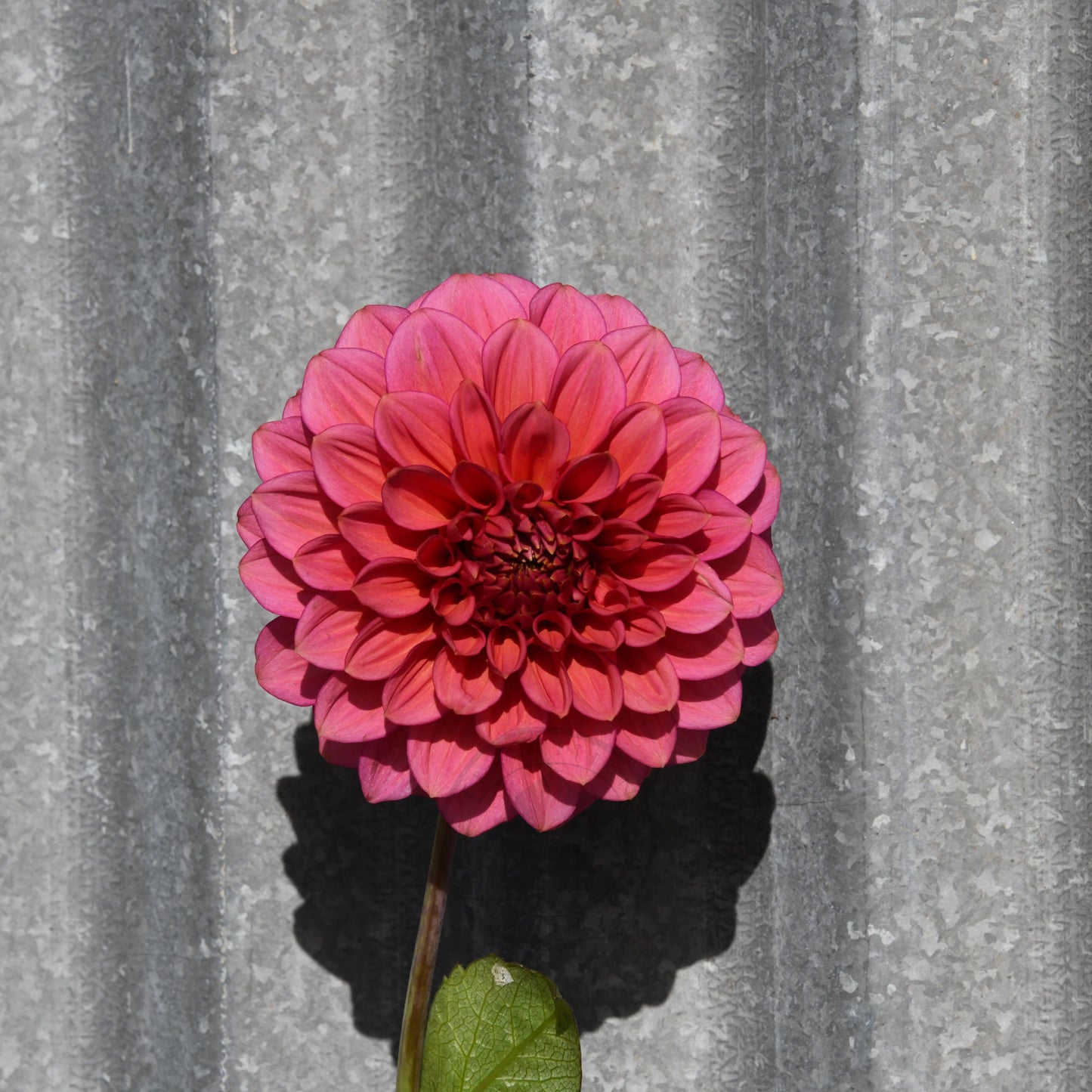 Dahlia 'Florelie Guava'
