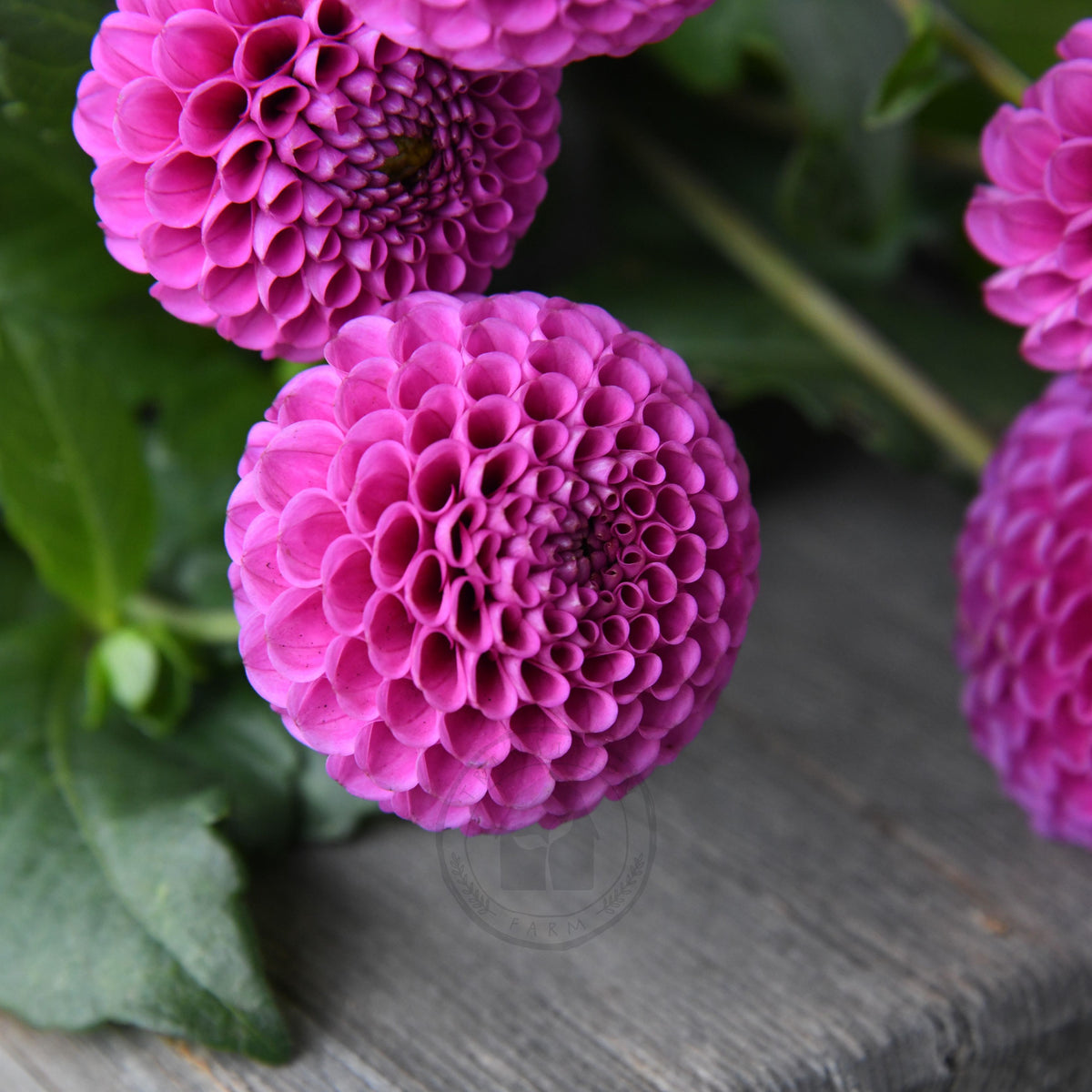 Dahlia 'Florelie Hayley'
