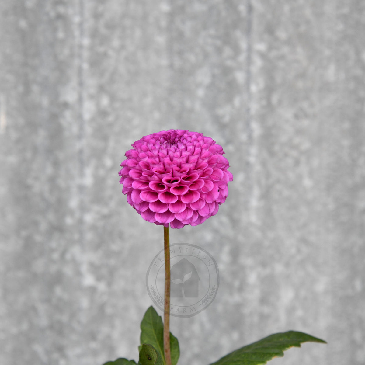 Dahlia 'Florelie Hayley'