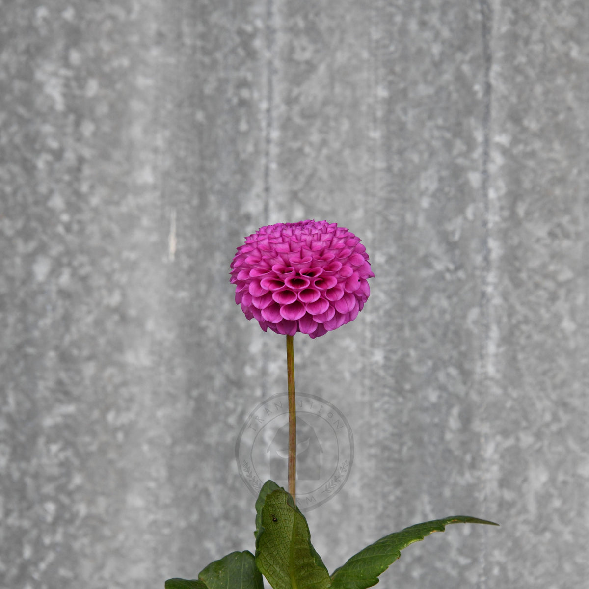 Dahlia 'Florelie Hayley'