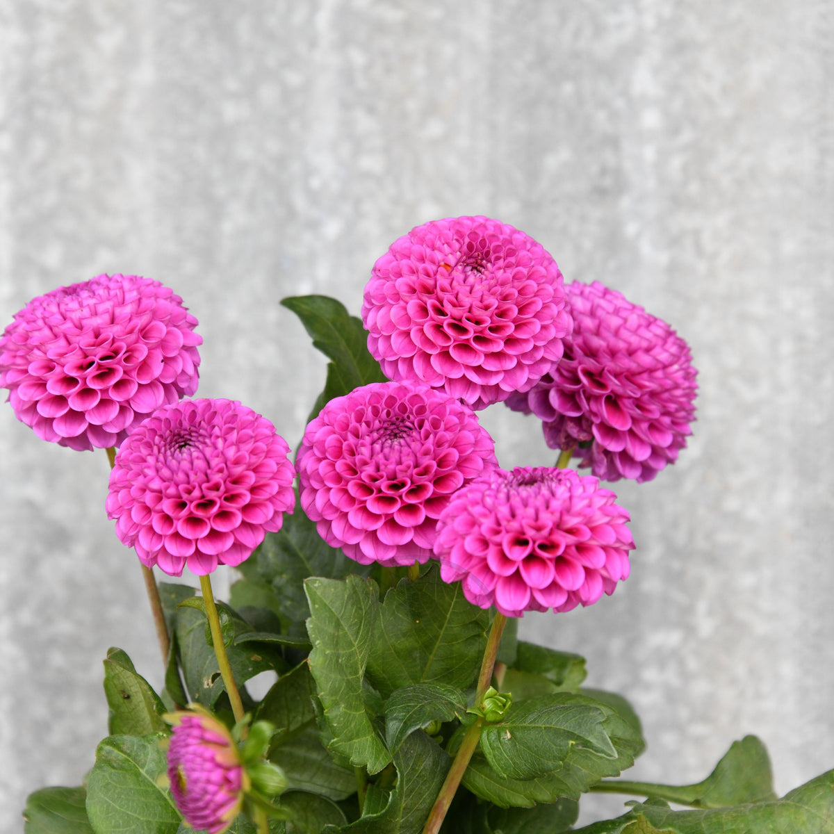 Dahlia 'Florelie Hayley'