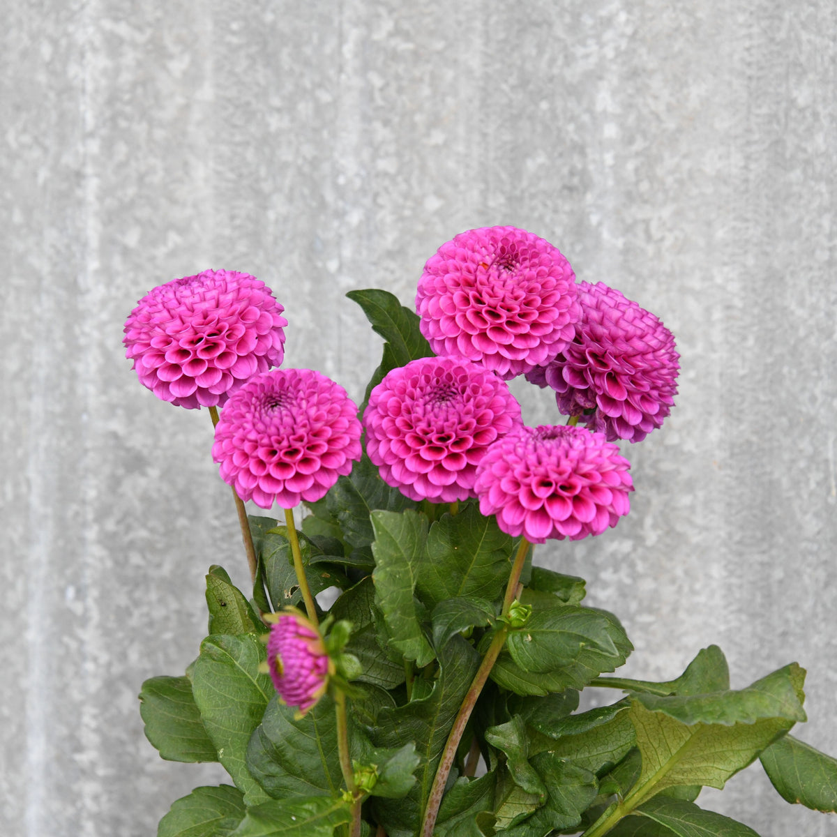 Dahlia 'Florelie Hayley'