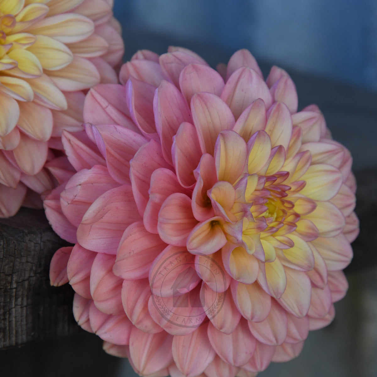 Dahlia 'Florelie Kindness'