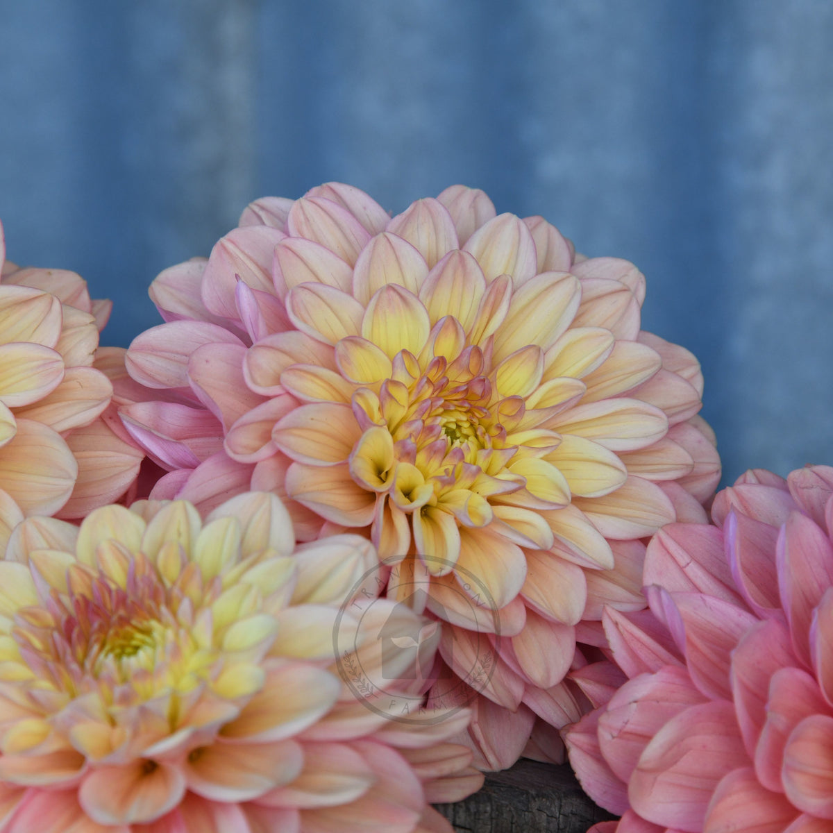 Dahlia 'Florelie Kindness'
