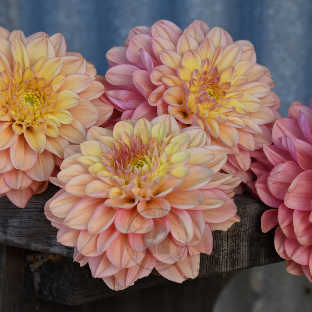Dahlia 'Florelie Kindness'