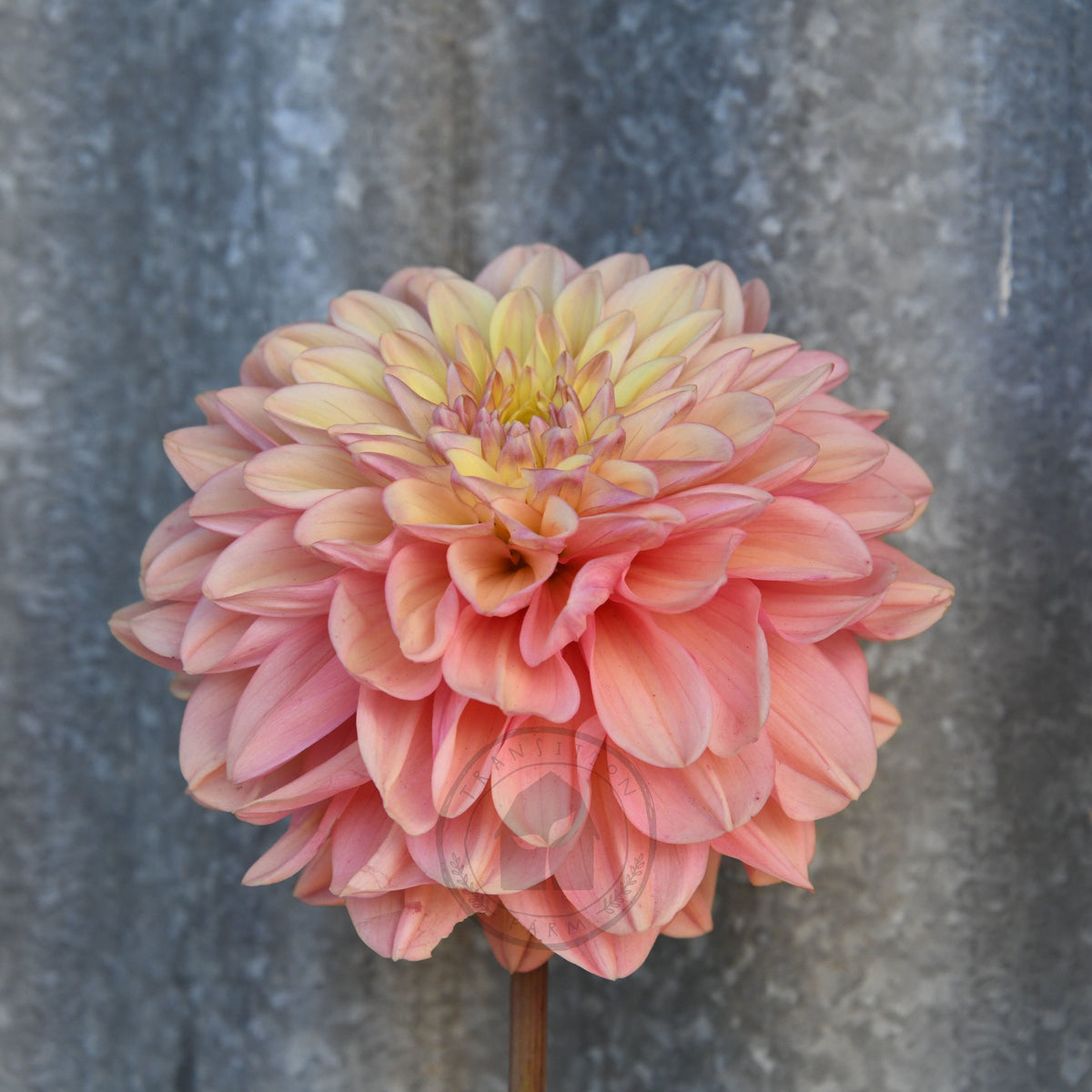 Dahlia 'Florelie Kindness'