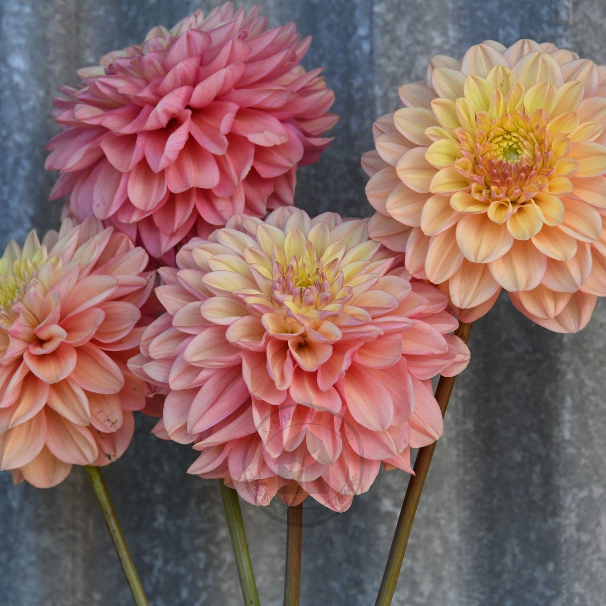 Dahlia 'Florelie Kindness'