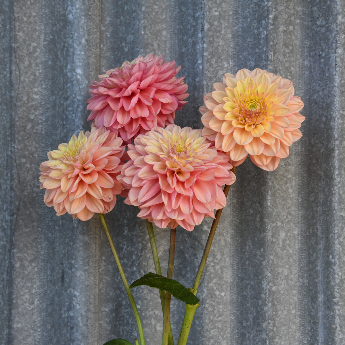 Dahlia 'Florelie Kindness'