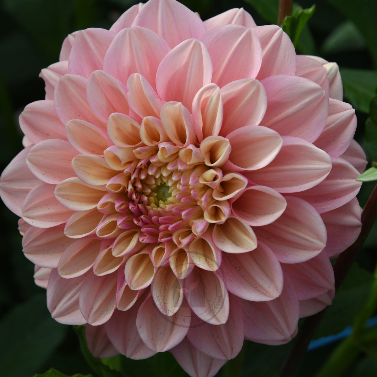 Dahlia 'Florelie Kindness'