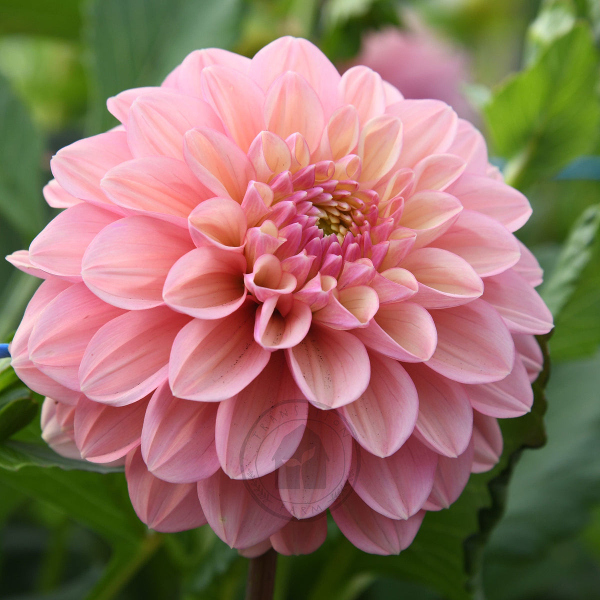Dahlia 'Florelie Kindness'