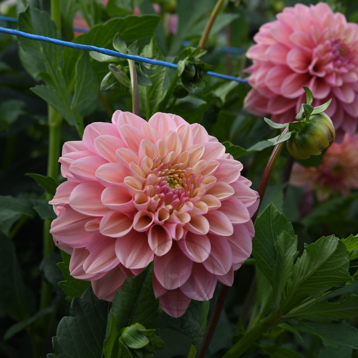 Dahlia 'Florelie Kindness'