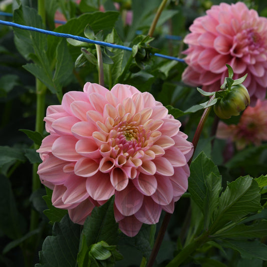 Dahlia 'Florelie Kindness'