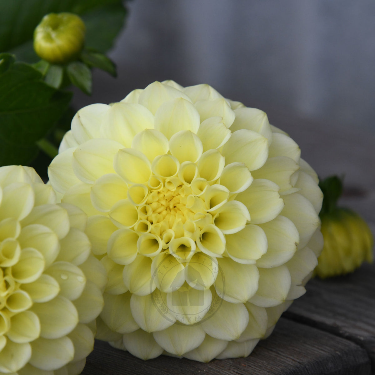Dahlia 'Florelie Limonata'