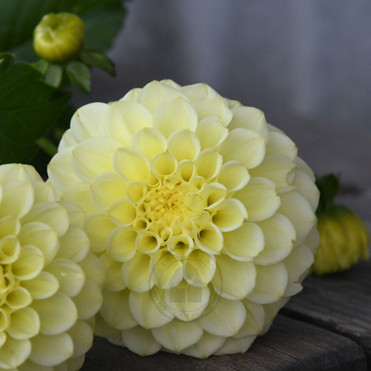 Dahlia 'Florelie Limonata'