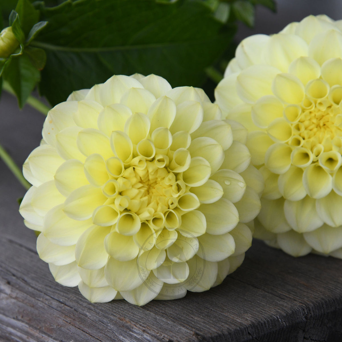 Dahlia 'Florelie Limonata'