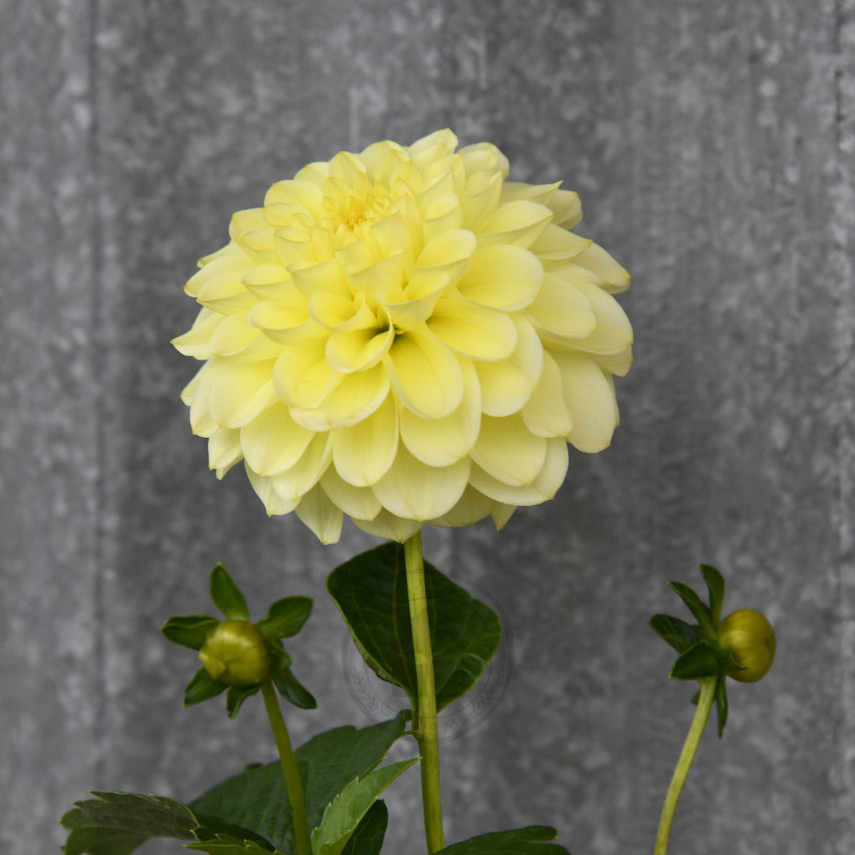 Dahlia 'Florelie Limonata'