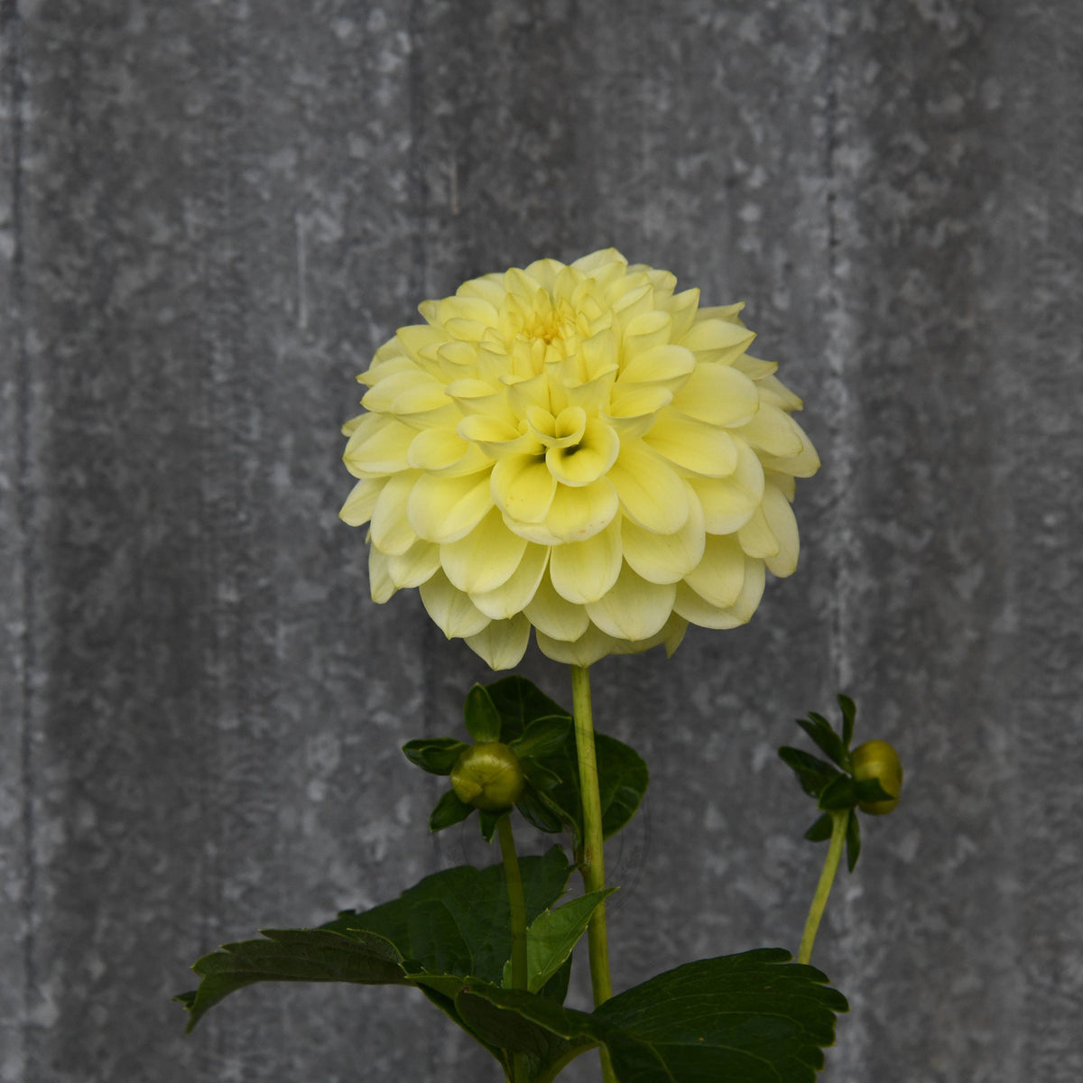 Dahlia 'Florelie Limonata'