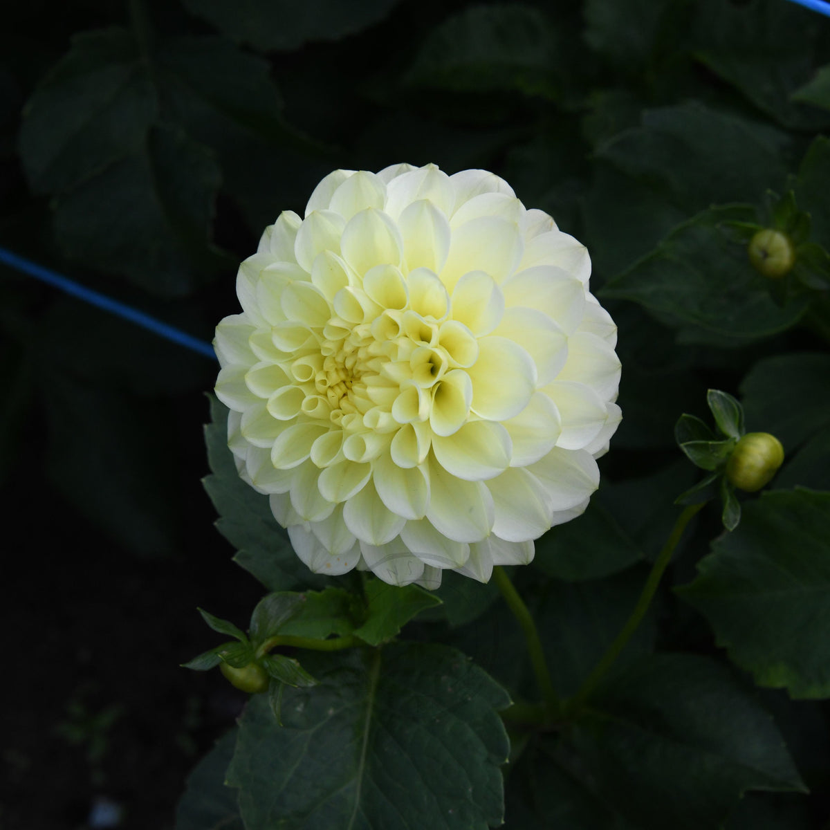 Dahlia 'Florelie Limonata'