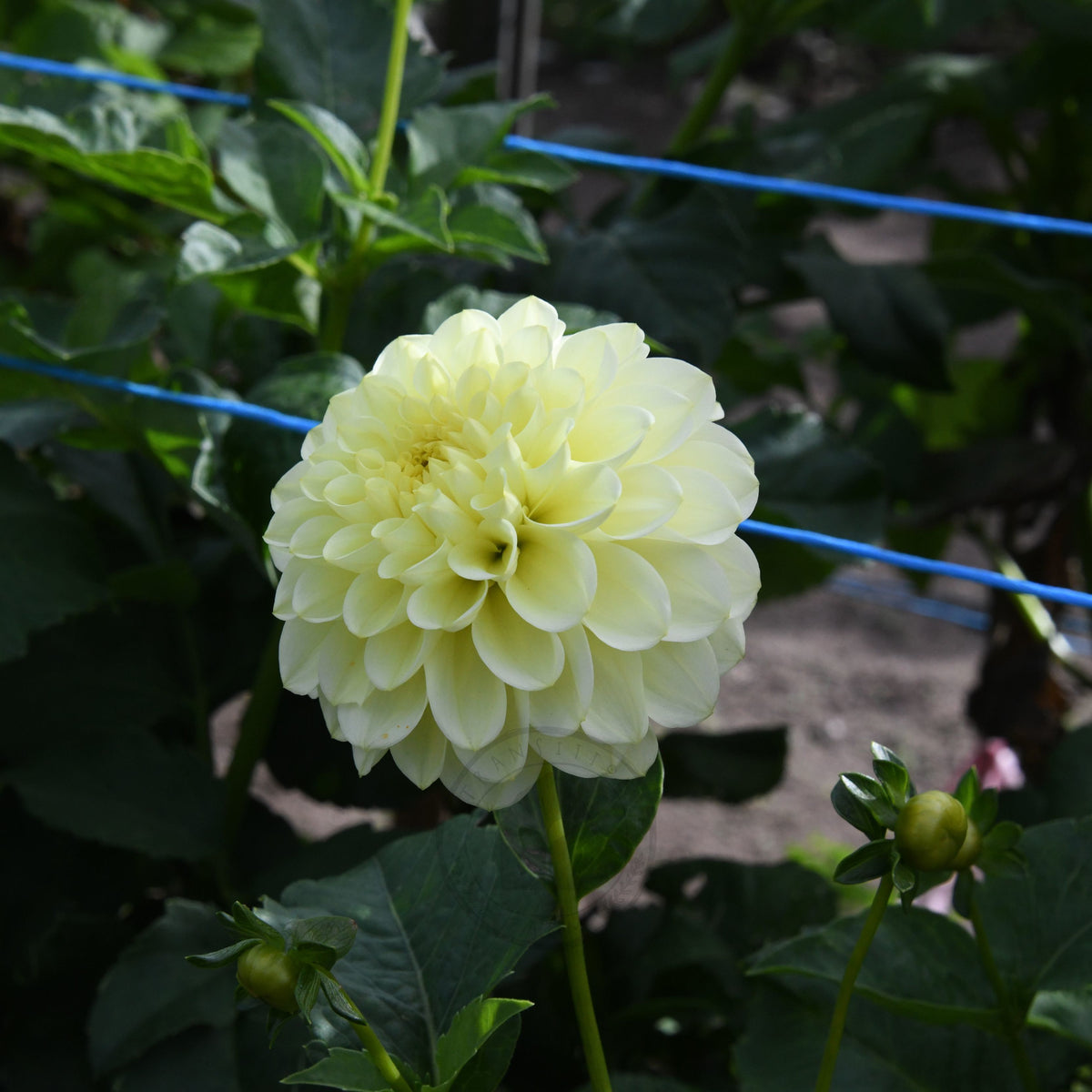 Dahlia 'Florelie Limonata'