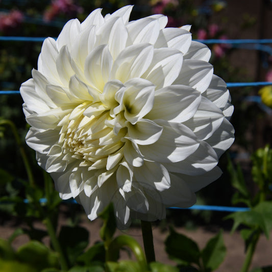 Dahlia 'Florelie Nimbus'