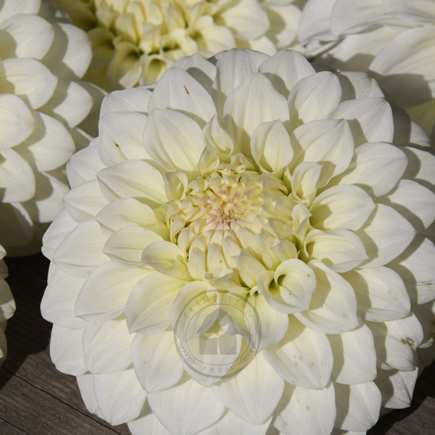 Dahlia 'Florelie Nimbus'