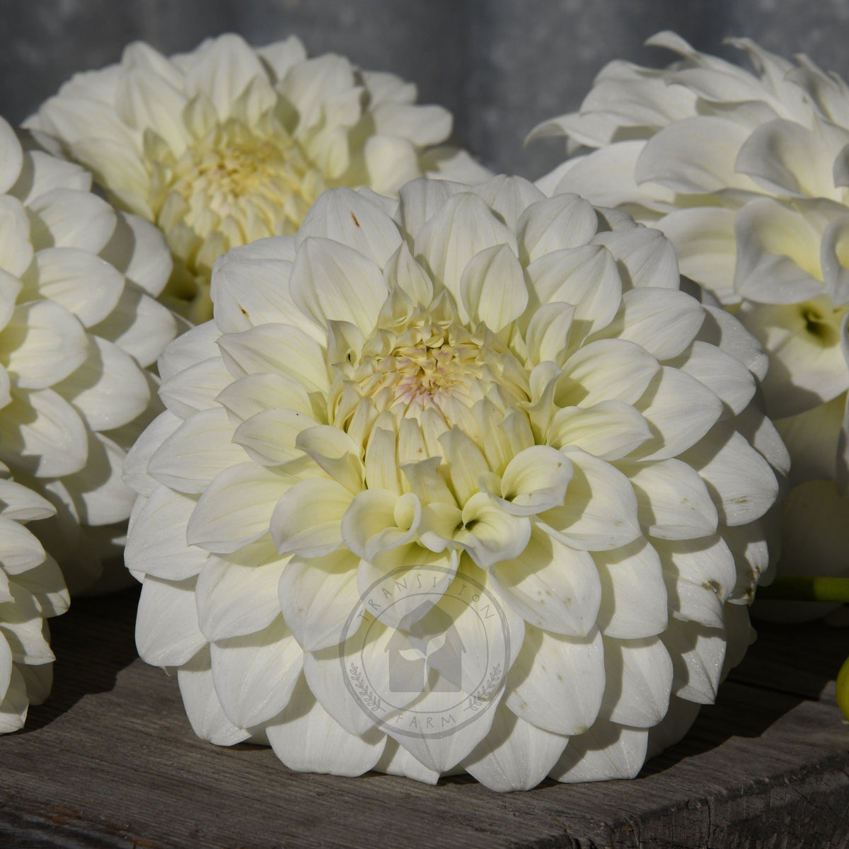 Dahlia 'Florelie Nimbus'