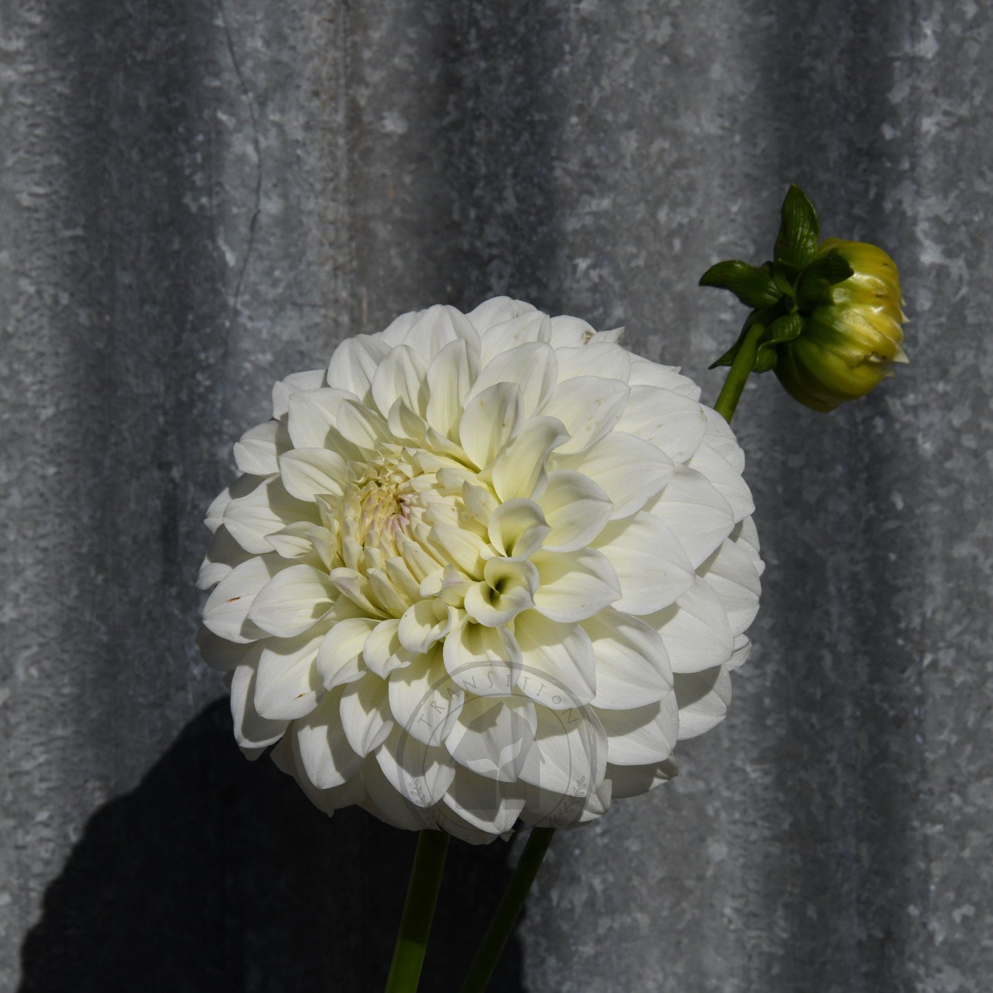 Dahlia 'Florelie Nimbus'