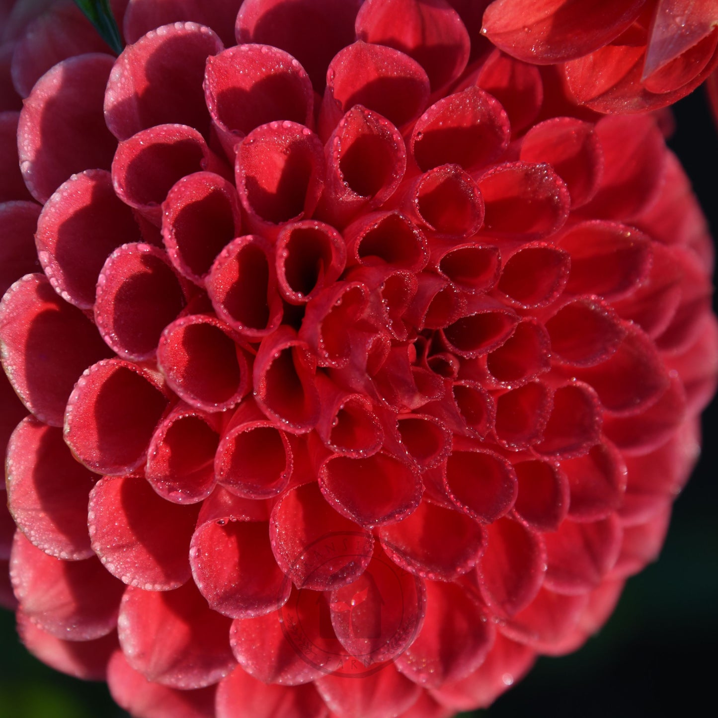 Dahlia 'Florelie Ponyo' (3 Tuber Special)