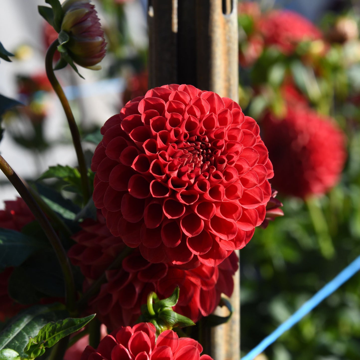 Dahlia 'Florelie Ponyo' (3 Tuber Special)