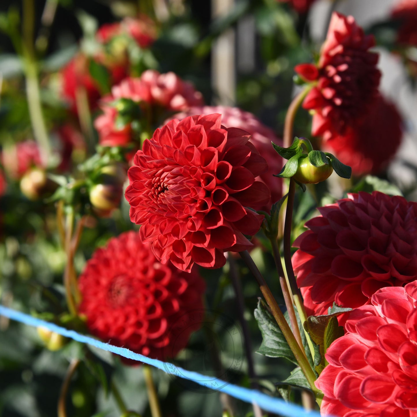 Dahlia 'Florelie Ponyo' (3 Tuber Special)