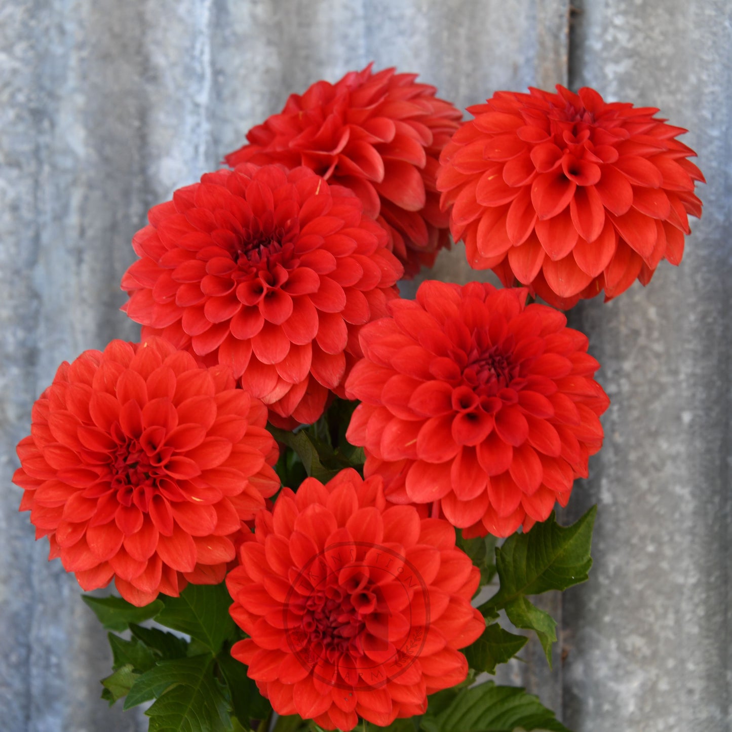 Dahlia 'Florelie Ponyo' (3 Tuber Special)