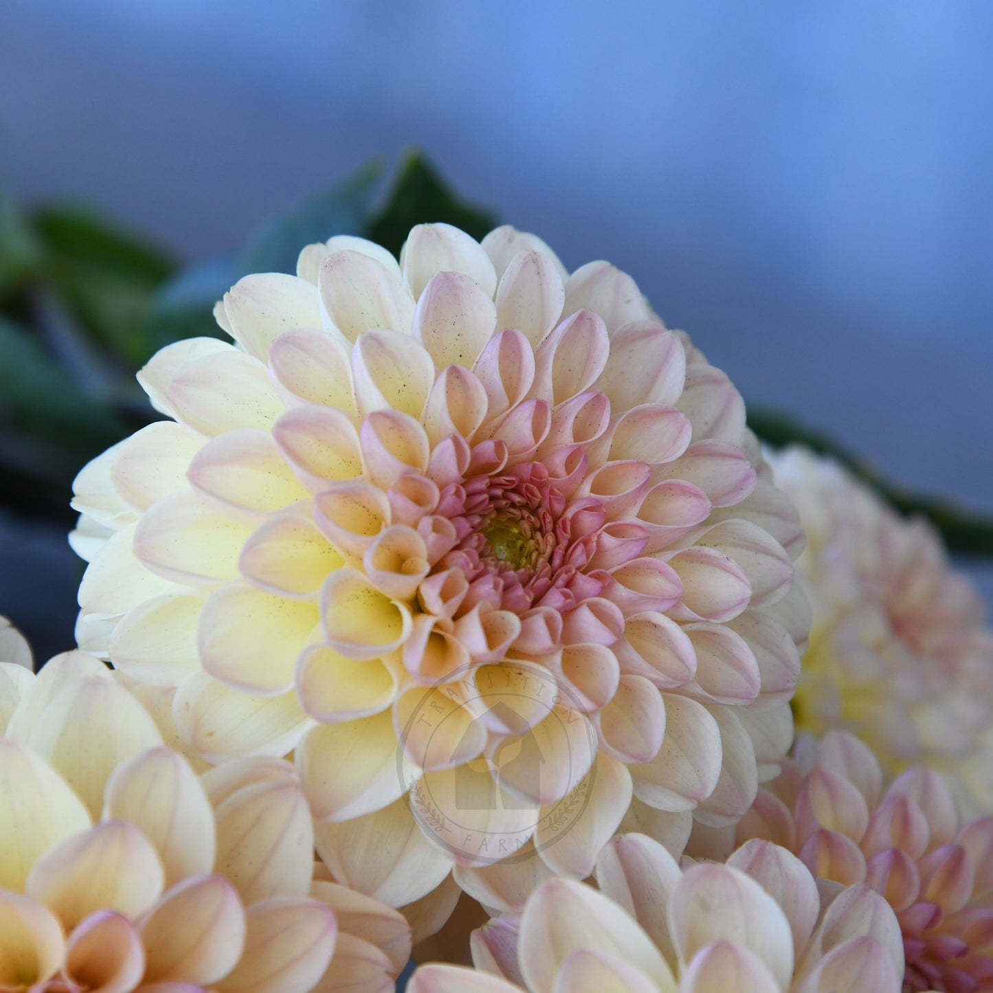 Dahlia 'Florelie Toffee'