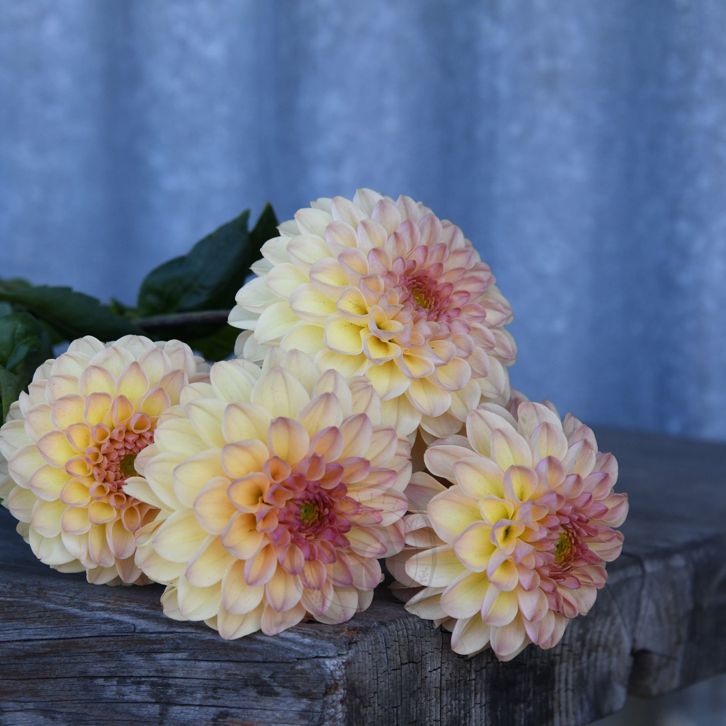 Dahlia 'Florelie Toffee'