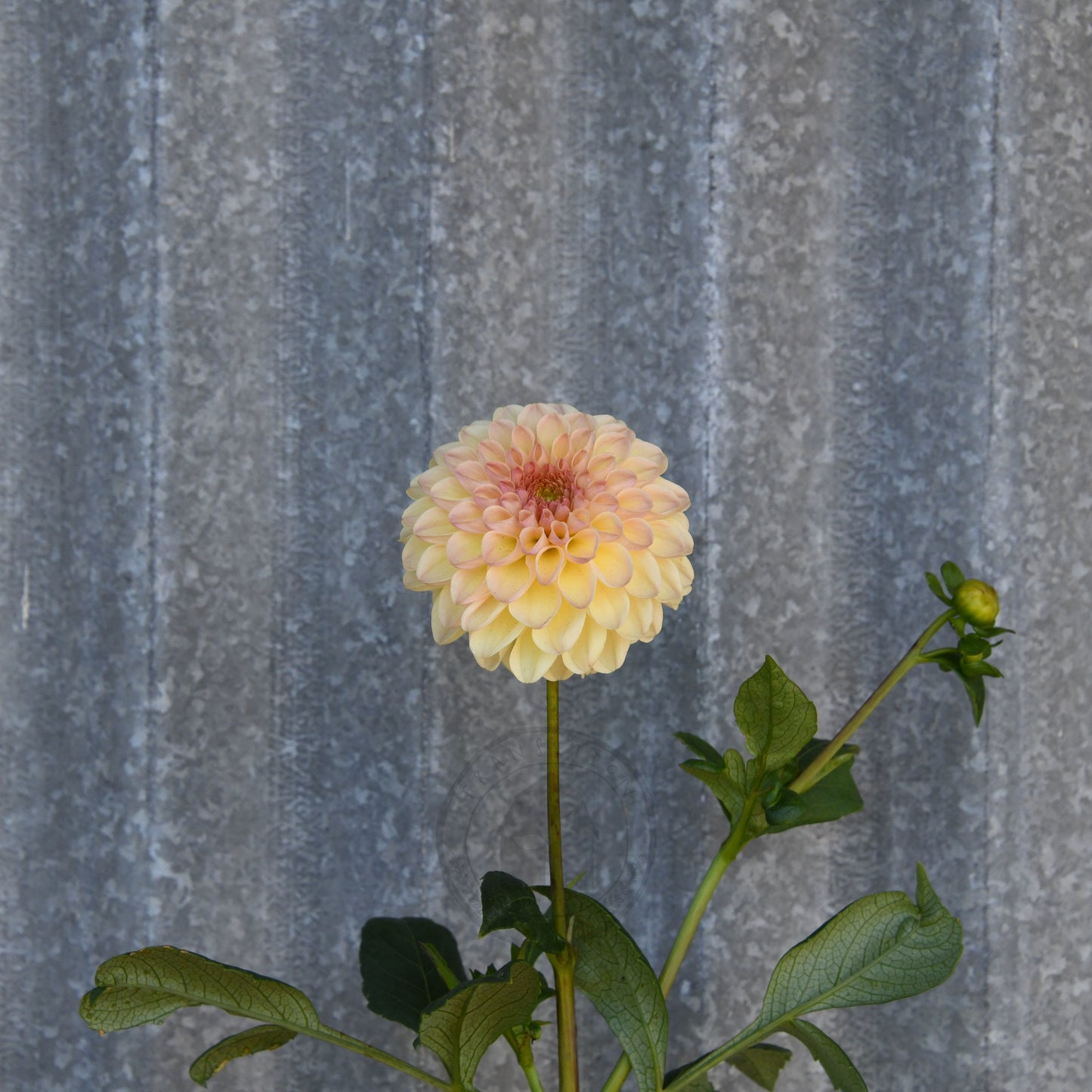 Dahlia 'Florelie Toffee'